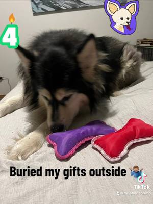 A post by @frejaborisbruno on TikTok caption: Bruno’s 4th birthday 🎂🎉 #brunopup #birthdayboy #itsmybirthday #alaskanmalamute #sunroofdog #dogsoftiktok #fyp #viral #claudevonstroke #dirtybirdrecords #housemusic #bmwe39 #carsoftiktok