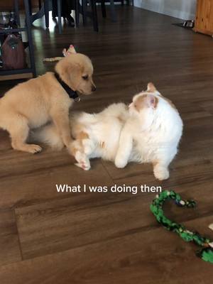 A post by @orzoandfriends on TikTok caption: Still picking on my brother #dogandcat #catdog #dogandcatbestfriends #cat #dog #guessimstilldoingnow #bros #guessimstilldoingnowwhatiwasdoingthen 