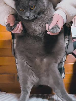 A post by @cutepetshow on TikTok caption: Samba cat   #cat #catsoftiktok #dancecat #fyp 