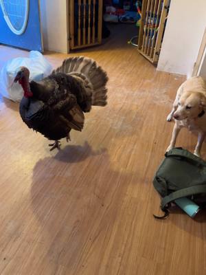 A post by @coombscp on TikTok caption: #turkey #yellowlab #dog #bird #GetCrackin #fyp