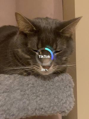 A post by @jieyang65 on TikTok caption: WHAT DOES THIS MEAN 👀 #makearchiefamous #fyp #catsoftiktok 