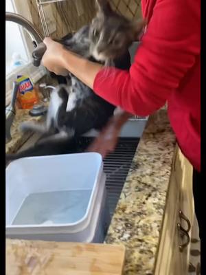 A post by @jieyang65 on TikTok caption: This how my Chinese mother washes my poor Archie 😭 #makearchiefamous #fyp #catsoftiktok 