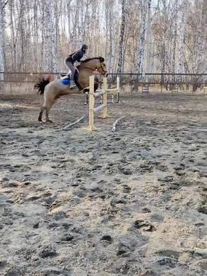 A post by @kanmars on TikTok caption: Марс 5 лет 115см препятствия #лошади #equestrian #horse #pov #рек #animal #нск #конный #horses #кони #животные #horset #новосибирск #конкур #конныйспорт #буланый #спирит #jamp #horselove #Москва #выездка #paw 