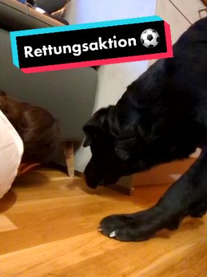 A post by @marleysfunnylife on TikTok caption: Rettungsaktion ⚽️ #bitteumhilfe #doglovers #goldenrottie #doglife #dogsoftiktok #spassmusssein #marleysfunnylife  #hundeblick #dogmumlife 