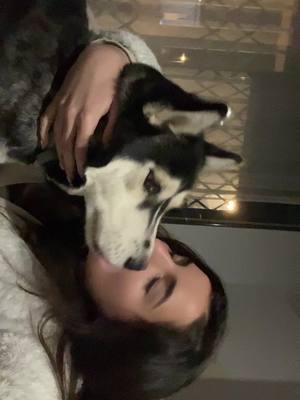 A post by @aura.siberianhusky on TikTok caption: Tengo mamitis🥰 #hoysoloquieroestarconmimamá #tengomamitis #tengomamitis😜 