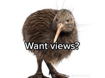 A post by @kiwicertified on TikTok caption: #kiwi #kiwis #kiwibird #kiwibirds #kiwichad #gigakiwi #awesomekiwi #ultrakiwi #amazingkiwi #capybara #capybaras #funny #yes #fyp