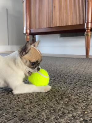 A post by @supertherese25 on TikTok caption: La baballe!!!🎾  #chihuahua #chihuahuastiktok #cutedog #bouncydog #chihuahuafanclub #chihuahualove #chihuahuapuppy #chienmignon #balle #tennis