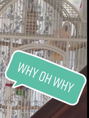 A post by @squeakybird96 on TikTok caption: Finding out about the changes to the Starbucks rewards program 😅 #parrotsoftiktok #talkingparrot #starbucksrewards #parrottalk #cockatoolife #cockatoo #talkingbird #angrybird #ranting #birdies #birdtalk #birbsoftiktok #birbmom #rescuebird #exoticbird #parrottalking #cocatoo #talkingbird #tellmehowyoufeel #funnybird #foru #forupage #fyp 