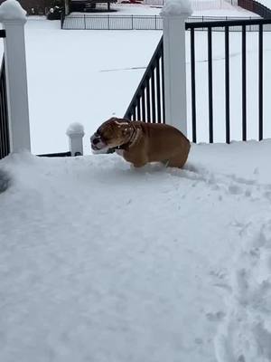 A post by @fionathebeabull on TikTok caption: Snow day fun day!!!! ❄️❄️❄️❄️ #fionathebeabull #beabull #fypシ #dog #puppy #fyp #snow #cute #doggy #funny