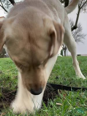 A post by @keylathelabrador on TikTok caption: Buddel Time #buddeln#buddelnmachtspaß#labrador#viral#fypシ#bestdog#funnyvideos#woistderknochen#doglife#puppylove#8monthsold#play#playtime#oyunzamanı#kesfet#