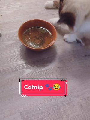 A post by @drcerise_scp on TikTok caption: Talk to your cats about 🍃🐾 #cats #catnip #catniptea #catsoftiktok #ragdollcat #void #voidcat #blackcat #mojojojo #miku 