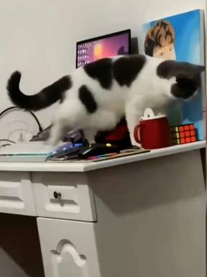 A post by @haisenpet1688 on TikTok caption: #cat #catsoftiktok #cats #catlover#pet #pets #PetsOfTikTok #petlover #peterparker #foryou #foryoupage #fyp