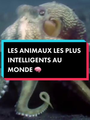 A post by @lesingesavant2 on TikTok caption: Découvre les animaux les plus intelligents au monde ! 🧠 #pourtoi #fyp #viral #monde #france #animaux #intelligent #intelligence #pieuvre #singe #cheval 