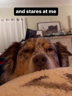 A post by @hekinhenry on TikTok caption: Every bite you take… I’ll be watching you! 👀 #aussie #dogsoftiktok #hekinhenry