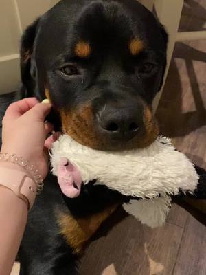 A post by @meetmilo_ on TikTok caption: The one toy we won’t let him destroy #rottweiler #puppy #mademethinkofyou 