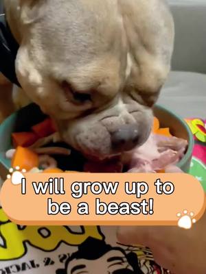 A post by @eatwithspunkyjunky on TikTok caption: Eat and grow into a strong 💪 puppy   #rawfeddog #fypシ #dogeating #foryourpage #pitbullsoftiktok #ASMR 