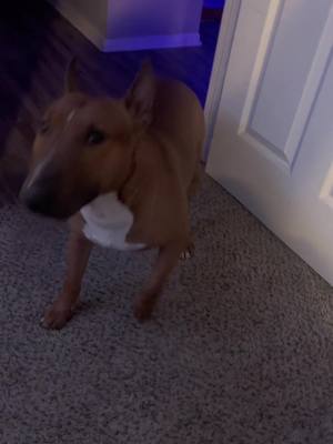 A post by @tankthebullterrior on TikTok