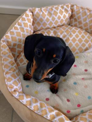 A post by @penelopeakapenny on TikTok caption: #puppy #popipo#dachshundpuppy #dachshund #dog #popular #salchicha #cute #penny #puppylove #dogtok #foryou 