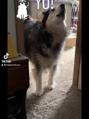 A post by @frejaborisbruno on TikTok caption: #brunopup #alaskanmalamute #dogsoftiktok #fyp #fypシ #happynewyear