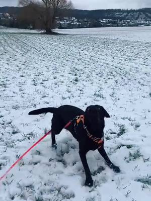 A post by @mali.der.labbi on TikTok caption: Hier noch ein Video vom Schnee. Mama hatte keinen Ball dabei also hat sie schnell einen gemacht! #labrador #happylabbi #labbi #labradorretriever