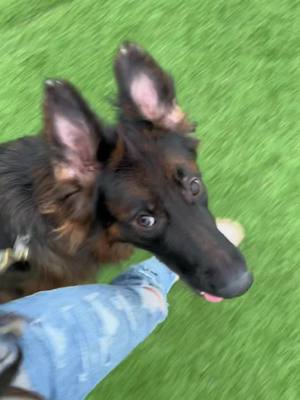 A post by @oliviabensongsd on TikTok caption: Working on that focused Heel. 👌🏻 #gsd #gsdoftiktok #gsdtraining #dogs #oliviabenson #germanshepherdsoftiktok