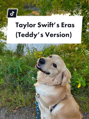 A post by @goldpupteddy on TikTok caption: The Eras (Teddy’s Version) #goldenretriever #goldenretrieverpuppy #eras #tserastour #taylorswift #taylornation #swiftie #dogswiftie @taylorswift @taylornation 