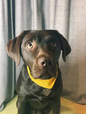 A post by @mali.der.labbi on TikTok caption: Bin ich gerne auf Diät? No liebe ich essen? Yes #labrador #happylabbi #labbi #labradorretriever