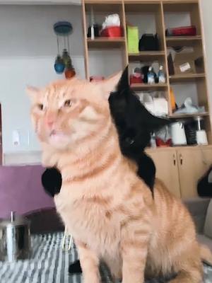 A post by @cutepetshow on TikTok caption: Don’t worry, they often play like this😂.    #cat #catsoftiktok #catstory #fyp 