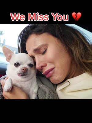 A post by @kingali on TikTok caption: Dogs are not just pets, they are Family 💔 We miss you princesa.. @andreaespadatv 