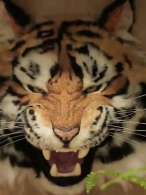 A post by @superlee18 on TikTok caption: #DanceWithTurboTax #tiger #Handmade #foryou #pets 