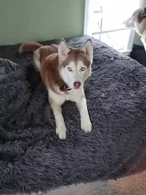 A post by @logan_and_kai on TikTok caption: some morning awoos from max and kai #wolfdog #awoo  #howl #huskylife #husky 