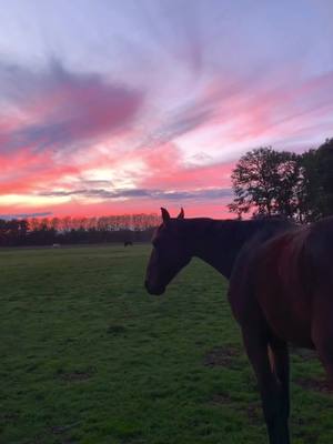 A post by @fixou10 on TikTok caption: Celui sans qui, la vie ne serait pas du tout la même 🫶🏻 #trotteurfrancais #horse #equestrian #pourtoi #cheval #bonheur #heureux #fulllove #Love 