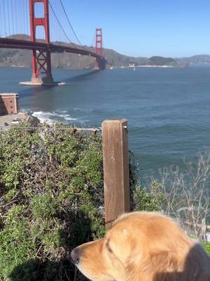 A post by @josiethegoldenpup on TikTok caption: Josie’s first time in SF ❤️ #goldenretriever #fyp 