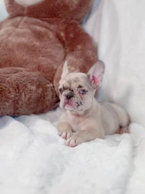 A post by @hollywoodpetz on TikTok caption: Isn’t she the most beautiful girl ever 😍!?  She’s looking for a loving home  Text 661-621-8369 #frenchbulldog #frenchie #frenchiesofinstagram #dogsofinstagram #dog #frenchies #frenchielove #puppy 