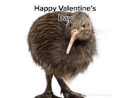 A post by @kiwicertified on TikTok caption: #kiwi #kiwis #kiwibird #kiwibirds #kiwiman #kiwiguy #gigakiwi #kiwichad #ultrakiwi #awesomekiwi #ValentinesDay #valentines #amazingkiwi #drivingfails #funny #yes #fyp