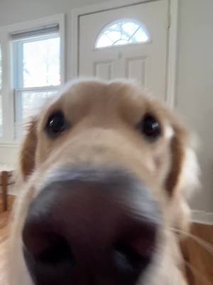 A post by @goldpupteddy on TikTok caption: Boop  #goldenretriever #NextLevelDish 