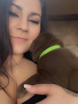 A post by @tesbelanger on TikTok caption: Puppy breath😍🥰 #labradorretriever #labpuppiesoftiktok #chocolatelab #chocolatelabsoftiktok #labpuppy 