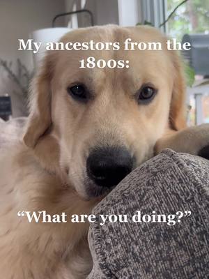 A post by @goldpupteddy on TikTok caption: Ted would not survive in the wild #goldenretriever #ancestors 