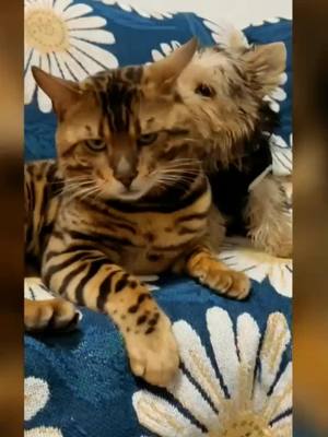 A post by @haisenpet1688 on TikTok caption: #cat #catsoftiktok #cats #catlover#pet #pets #PetsOfTikTok #petlover #peterparker #foryou #foryoupage #fyp