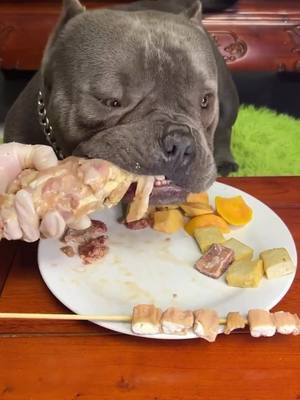 A post by @eatwithspunkyjunky on TikTok caption: You don’t like my meal? #pitbullsoftiktok #rawfeddog #ASMR #trending #foryourpage #furbaby 