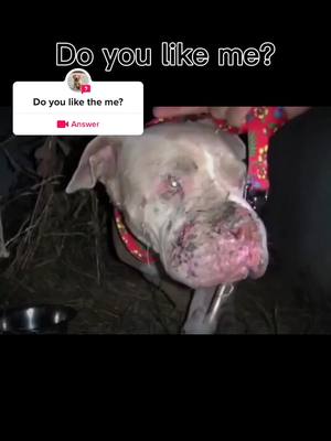 A post by @tjww1332 on TikTok caption: #question from @tjww1332 #fyp #help #like #poor #dog #dogs 