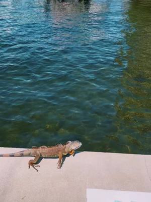 A post by @danaelizabeth1219 on TikTok caption: I want him!! #flordiacheck #hollywoodflorida #lizardsoftiktok #lizardking #lizzylizard #beachlife #beachstory #iwantiget #fypシ ##failsoftiktok @dion122234