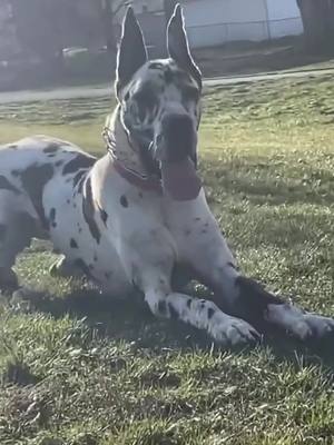 A post by @diamondthegreatdane on TikTok caption: When someone comes a little too close to mom