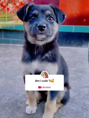 A post by @petparadise436 on TikTok caption: #answer to @Pet paradise #dog #cute #per #fyp #pet