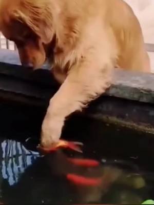 A post by @labradorfyp on TikTok caption: It lost its good friend#foryou #dog #tiktok #goldenretriever 