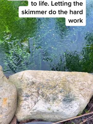 A post by @bribrisupafly on TikTok caption: Letting the skimmer pull in the floating algae after the pond had been off for months. #pondskimming #ponds #pnw #pnwlife #olympicpeninsula #satisfying #pondmaintenance #pondvacuum #waterfeatures #fyp #leaves #ASMR #pondlife #algae #relaxing #asmr #winter # skimmer #stringalgae #greenalgae 