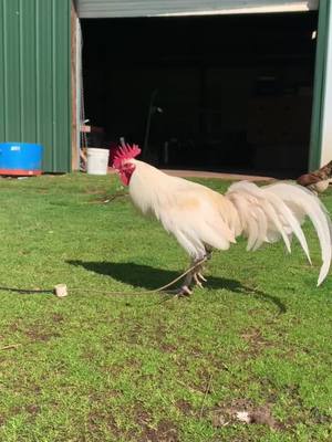 A post by @ajgallos on TikTok caption: #ajgallos #fyp #rooster #parati #foryou #gallos #viral #ranchlife #NextLevelDish 