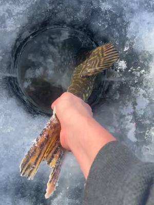 A post by @rjaminnesoda on TikTok caption: Love to see the big girls go😌 #fishing #pikefishing #fish #fishtok #mn #mnfishing #pike #icefishing #icefish #minnesota 