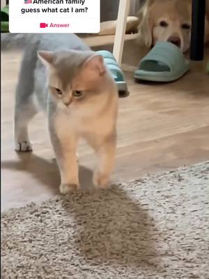 A post by @cutewow089 on TikTok caption: #answer to @cat_cutewow 