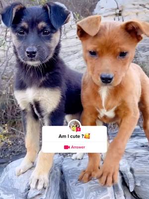 A post by @petparadise436 on TikTok caption: #answer to @Pet paradise #dogsoftiktok #dog #fyp #fypシ